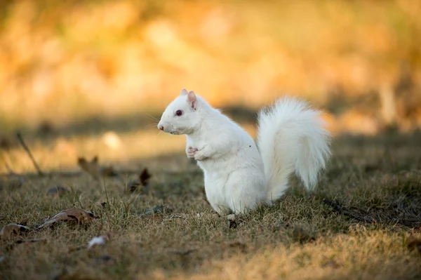 Weißes Eichhörnchen vergräbt Nüsse — Stockfoto