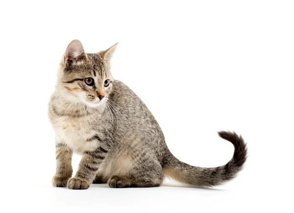 Cute tabby kitten — Stock Photo, Image