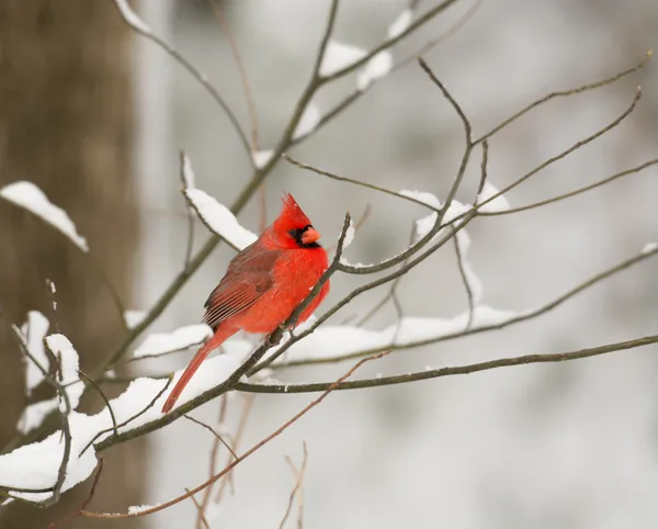 Male northern cardinal — Stock Photo, Image