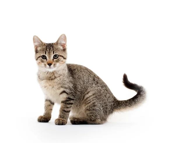 Cute tabby kitten — Stock Photo, Image