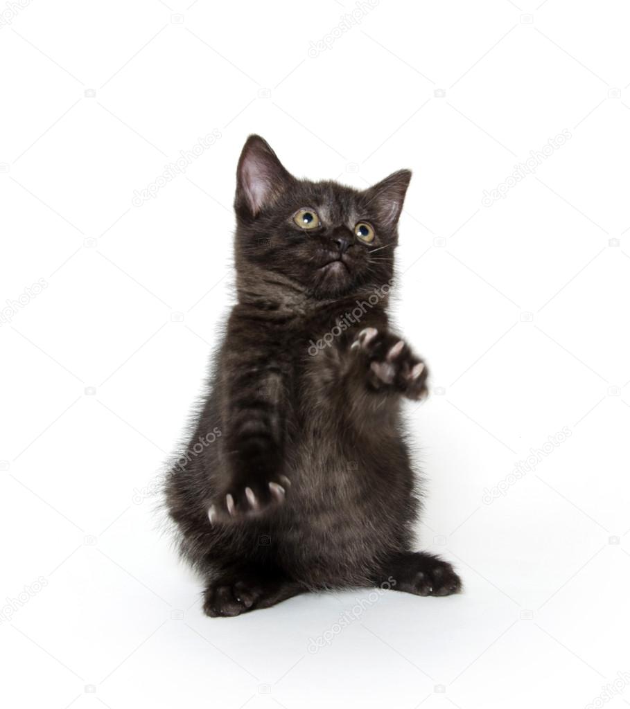 Joli Chat Noir Sur Blanc Photographie Eeitony 41762485