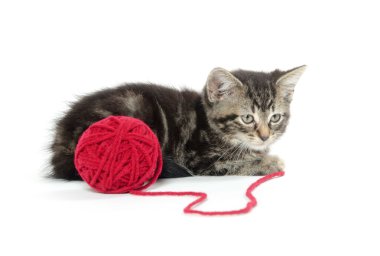 iplik ile Tabby yavru kedi