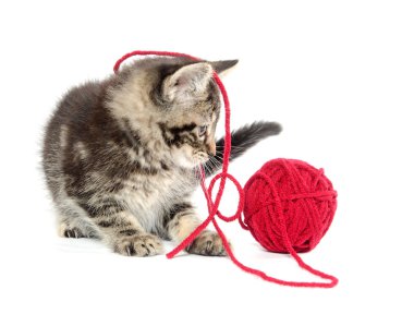 iplik ile Tabby yavru kedi