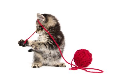 iplik ile Tabby yavru kedi