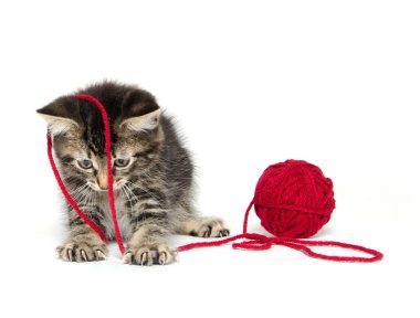 iplik ile Tabby yavru kedi