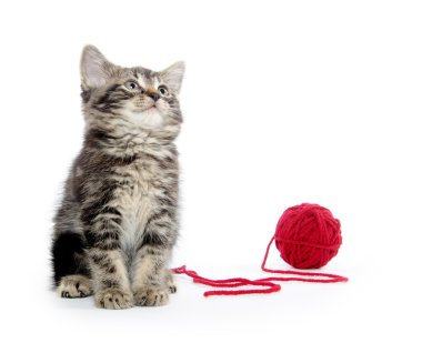 iplik ile Tabby yavru kedi