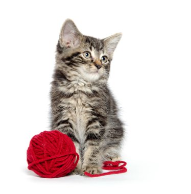 iplik ile Tabby yavru kedi