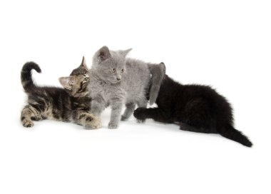 üç yavru kedi oyun