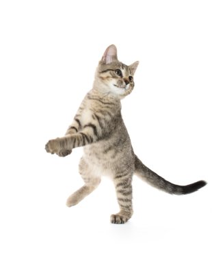 şirin tabby yavru kedi