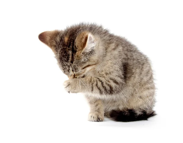 Cute tabby kitten — Stock Photo, Image