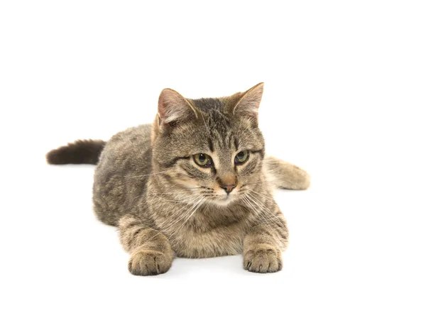 Schattig tabby kat — Stockfoto