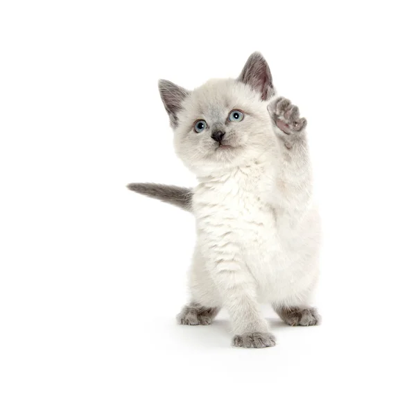 Gatinho bonito jogando no branco — Fotografia de Stock