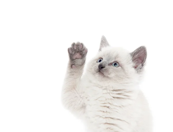 Aranyos cica játszik a fehér — Stock Fotó