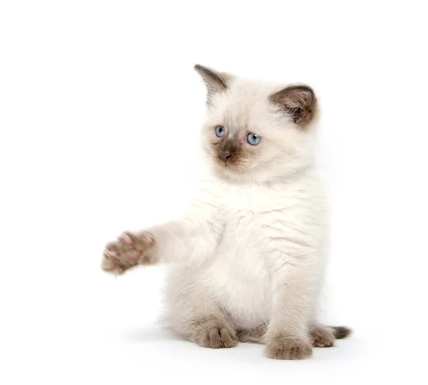 Beyaz üzerinde oynarken sevimli kedi yavrusu — Stok fotoğraf