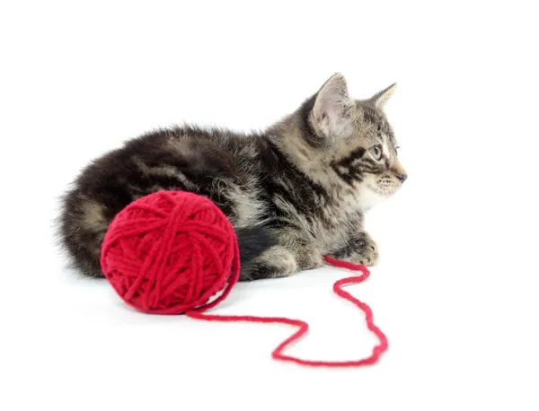 Tabby kitten with yarn — Stock Photo, Image