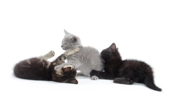 Üç yavru kedi oyun — Stok fotoğraf
