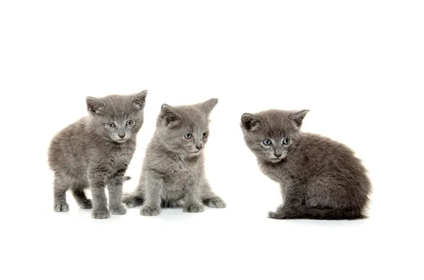 Três gatinhos cinzentos — Fotografia de Stock