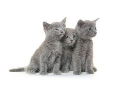 Üç Gri kedi yavrusu