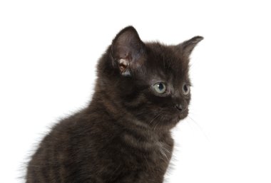 sevimli siyah yavru kedi