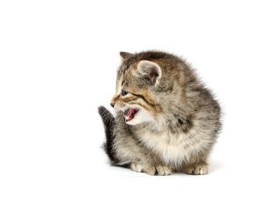 şirin tabby yavru kedi