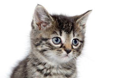 şirin tabby yavru kedi 