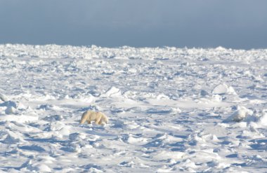 Buz üstünde kutup ayısı