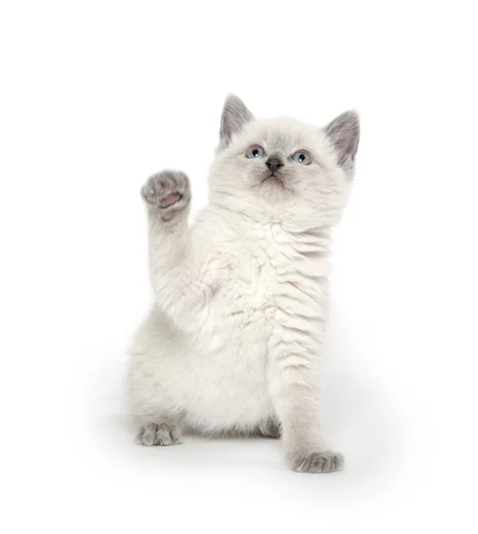 Lindo gatito jugando en blanco — Foto de Stock