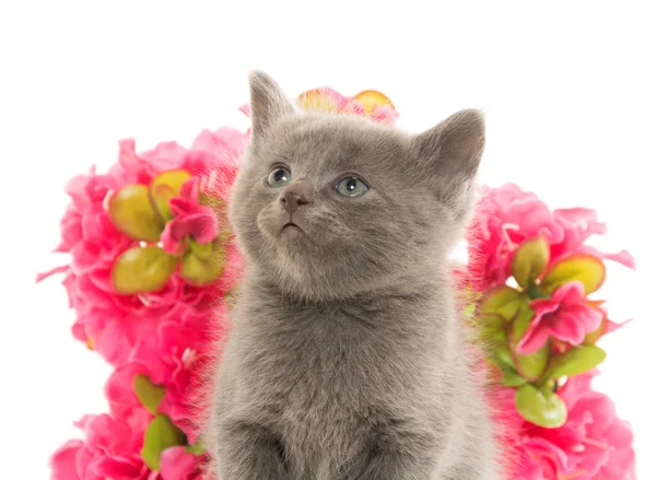 Carino gattino grigio — Foto Stock