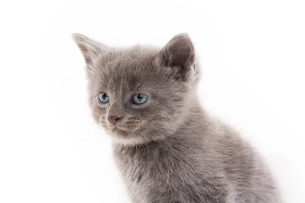 Gatinho cinzento bonito — Fotografia de Stock