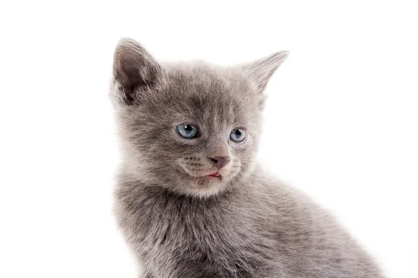 Lindo gatito gris — Foto de Stock