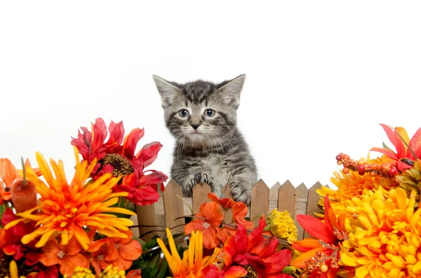 Kucing tabby yang lucu — Stok Foto