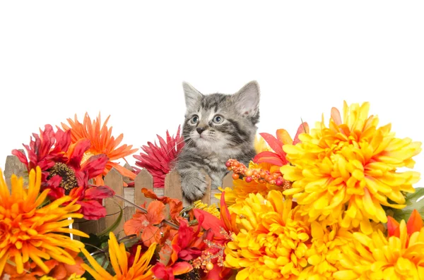 सुंदर टॅब्बी मांजर — स्टॉक फोटो, इमेज