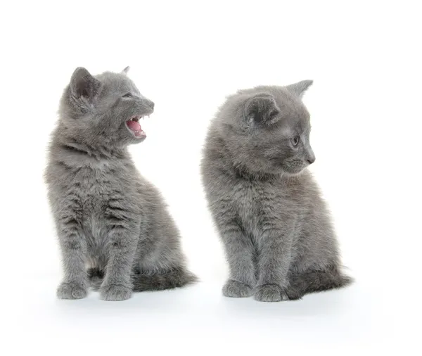 两个可爱的小猫 — 图库照片