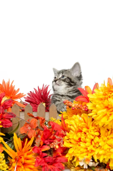 かわいいとら子猫 — ストック写真