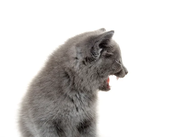 Симпатичный котенок с открытым ртом — стоковое фото