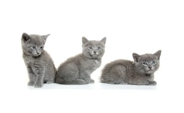 Üç Gri kedi yavrusu — Stok fotoğraf