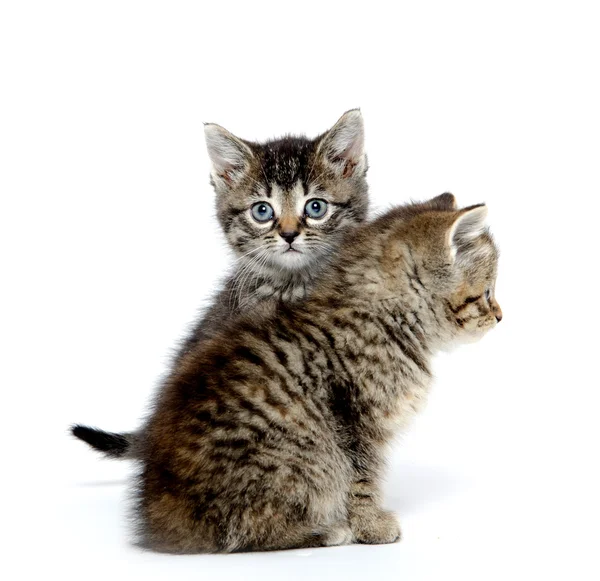 Dos gatitos lindos — Foto de Stock