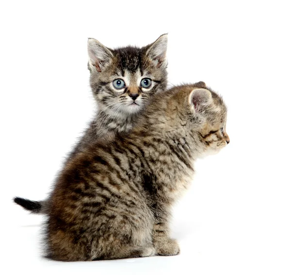 ลูกแมวน่ารักสองตัว — ภาพถ่ายสต็อก