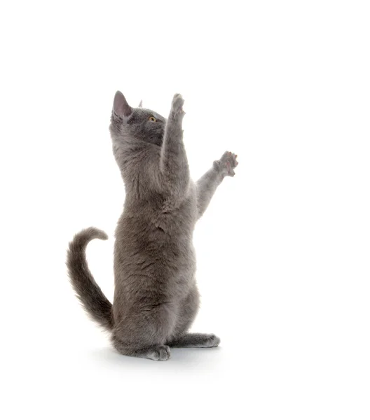 Roztomilý šedé kotě — Stock fotografie