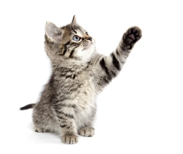 Cute tabby kitten — Stock Photo, Image