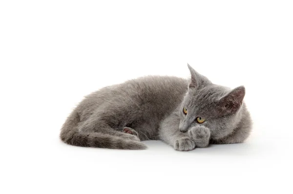 Lindo gatito gris — Foto de Stock