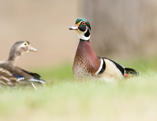 Pato de madera en hierba — Foto de Stock