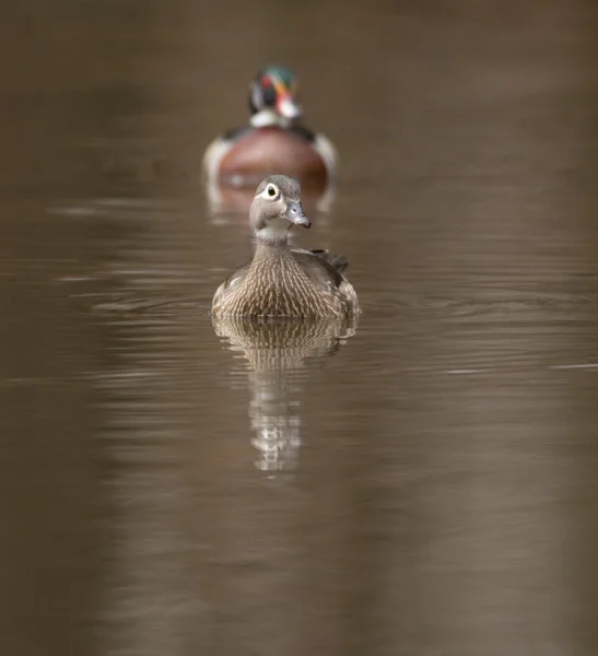 Female and male wood duck — Stock Photo, Image