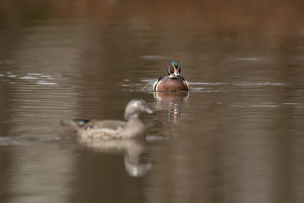 Female and male wood duck — Stock Photo, Image