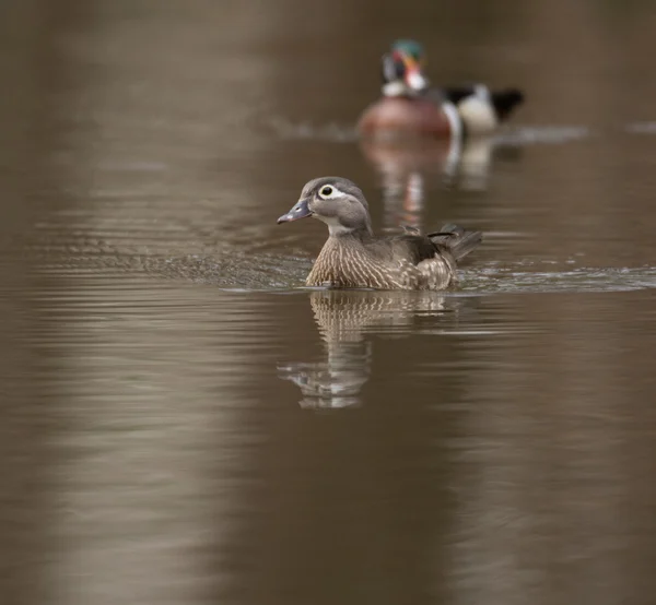 Female and male wood duck — Stock Photo, Image