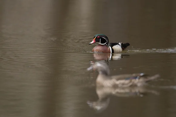 Female and male wood duck — Stock Photo, Image