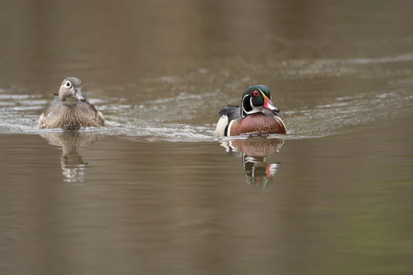 Female and male wood duck — Stock Photo, Image