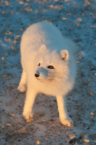 Zorro ártico en la nieve — Foto de Stock