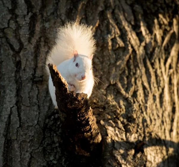 White squirrel — Stock Photo, Image