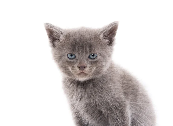Cute gray kitten Royalty Free Stock Images
